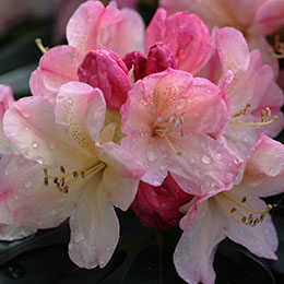 Rhododendron, dwarf 'Percy Wiseman'